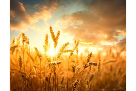 Ενεργοποιείται από 04/04/2022 η πλατφόρμα δήλωσης αποθεμάτων αγαθών