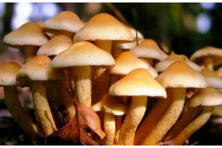 Σεμινάριο Συλλέκτη Αυτοφυών Μανιταριών