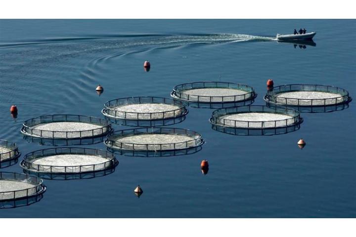 Οικονομική ενίσχυση 25 εκατ. ευρώ στους υδατοκαλλιεργητές που επλήγησαν από τις συνέπειες της πανδημίας